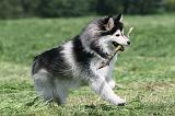 CHIEN FINNOIS DE LAPONIE 147